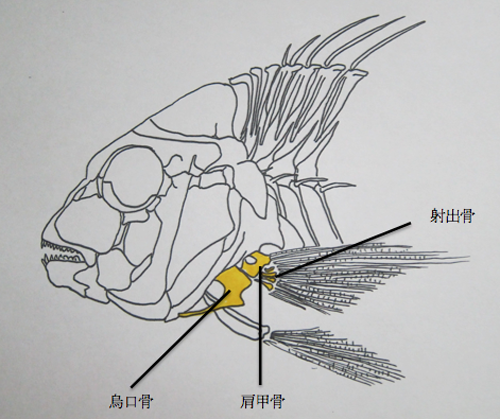 写真2：マダイの「鯛の鯛」の位置「魚類解剖大図鑑　落合　明編１９９４を一部改編」